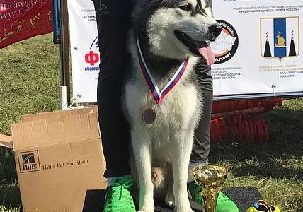 Стали известны имена победителей чемпионата и первенства области по ездовому спорту
