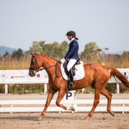 Кубок Южно-Сахалинска в дисциплине "выездка" (фото Рустама Салимова)